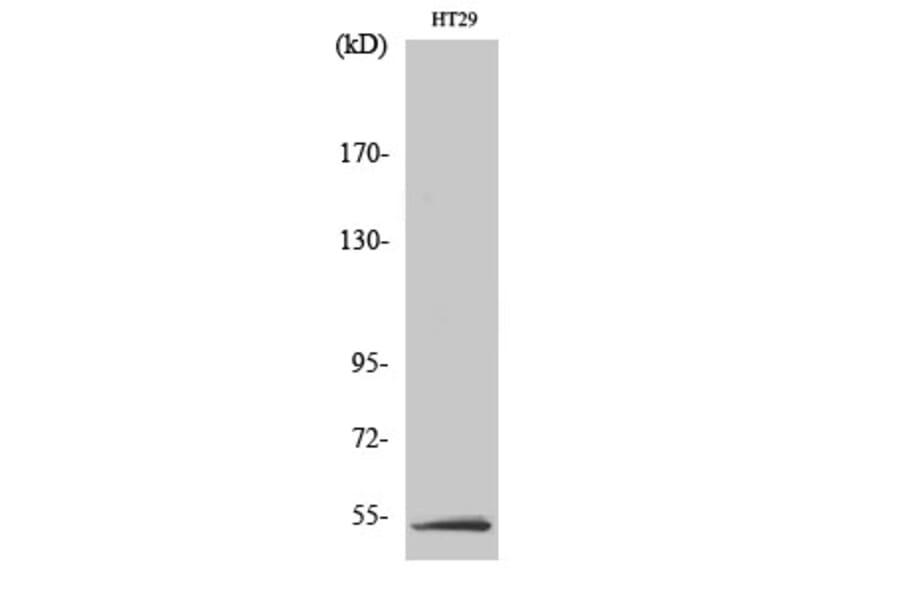 Western Blot - Anti-LKB1 Antibody (B8127) - Antibodies.com