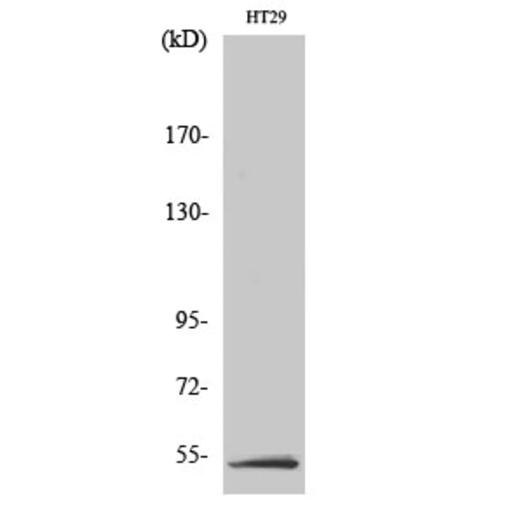 Western Blot - Anti-LKB1 Antibody (B8127) - Antibodies.com