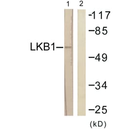 Western Blot - Anti-LKB1 Antibody (B0673) - Antibodies.com