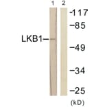 Western Blot - Anti-LKB1 Antibody (B0673) - Antibodies.com