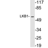 Western Blot - Anti-LKB1 Antibody (R12-2227) - Antibodies.com