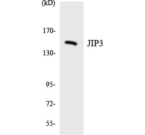 Western Blot - Anti-JIP3 Antibody (R12-2941) - Antibodies.com