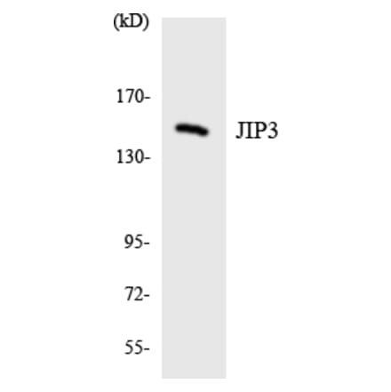 Western Blot - Anti-JIP3 Antibody (R12-2941) - Antibodies.com