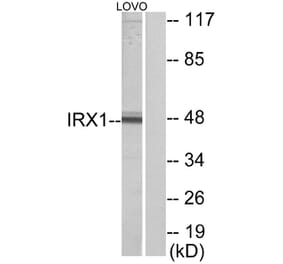 Western Blot - Anti-IRX1 Antibody (C10795) - Antibodies.com