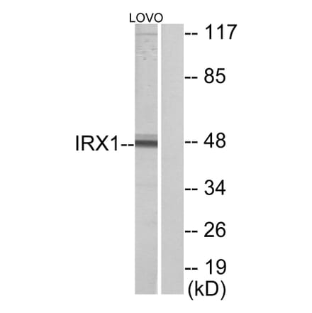 Western Blot - Anti-IRX1 Antibody (C10795) - Antibodies.com