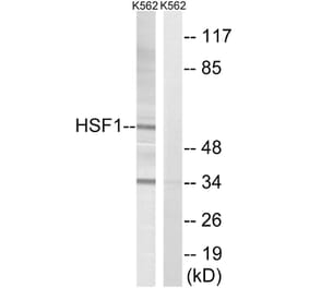Western Blot - Anti-HSF1 Antibody (B8040) - Antibodies.com