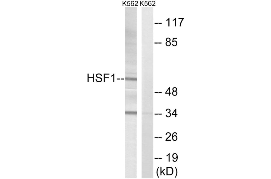 Western Blot - Anti-HSF1 Antibody (B8040) - Antibodies.com