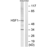 Western Blot - Anti-HSF1 Antibody (B8040) - Antibodies.com