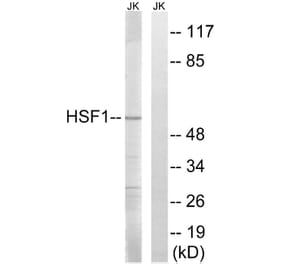 Western Blot - Anti-HSF1 Antibody (B8041) - Antibodies.com