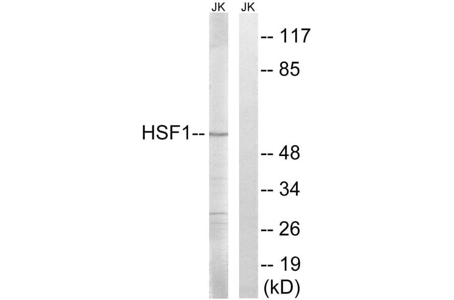Western Blot - Anti-HSF1 Antibody (B8041) - Antibodies.com