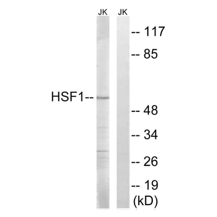 Western Blot - Anti-HSF1 Antibody (B8041) - Antibodies.com