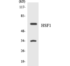 Western Blot - Anti-HSF1 Antibody (R12-2896) - Antibodies.com
