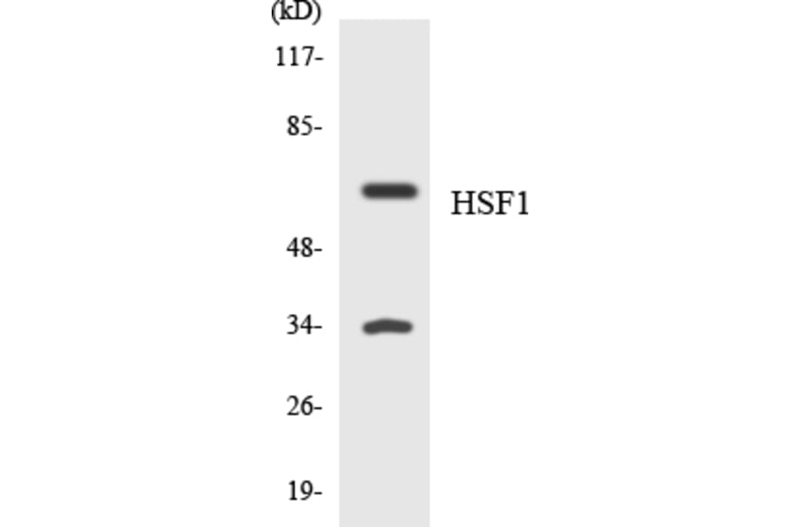 Western Blot - Anti-HSF1 Antibody (R12-2896) - Antibodies.com