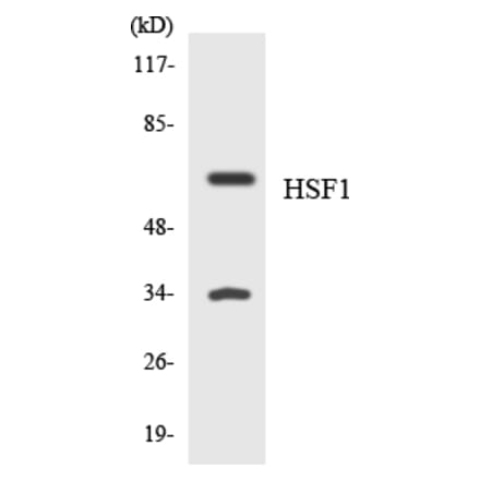 Western Blot - Anti-HSF1 Antibody (R12-2896) - Antibodies.com