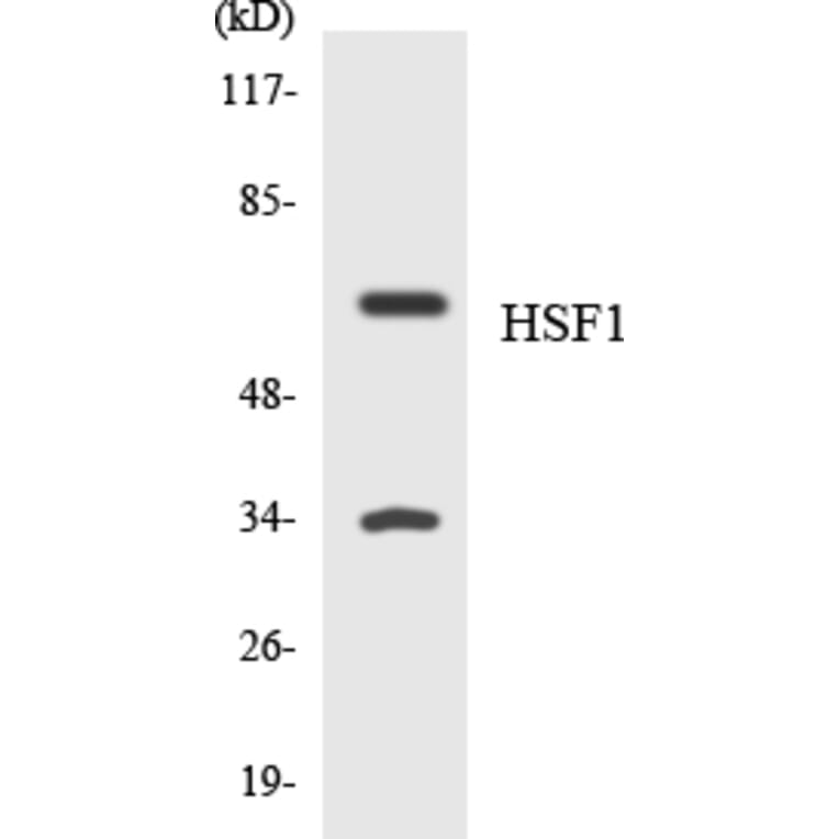 Western Blot - Anti-HSF1 Antibody (R12-2896) - Antibodies.com