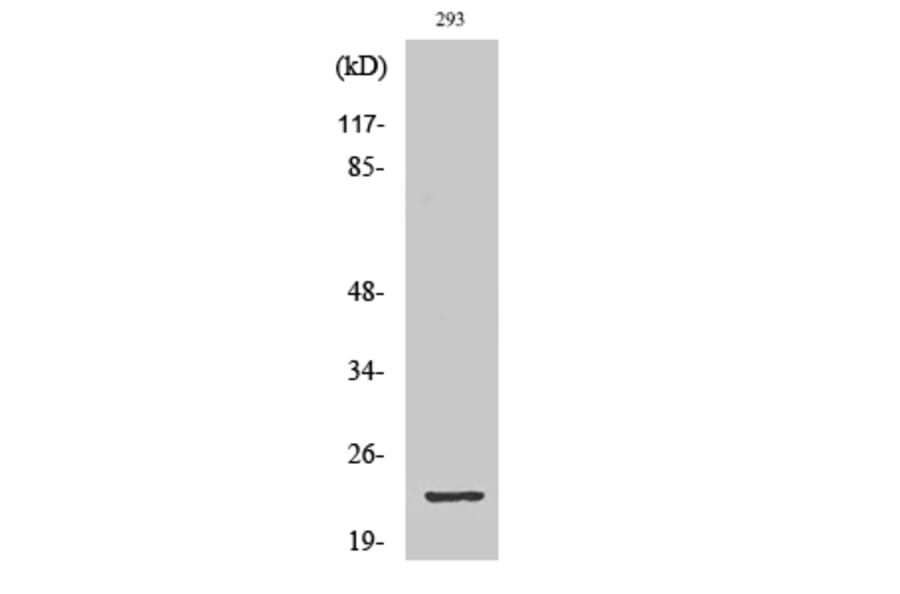 Western Blot - Anti-GSC2 Antibody (C10085) - Antibodies.com