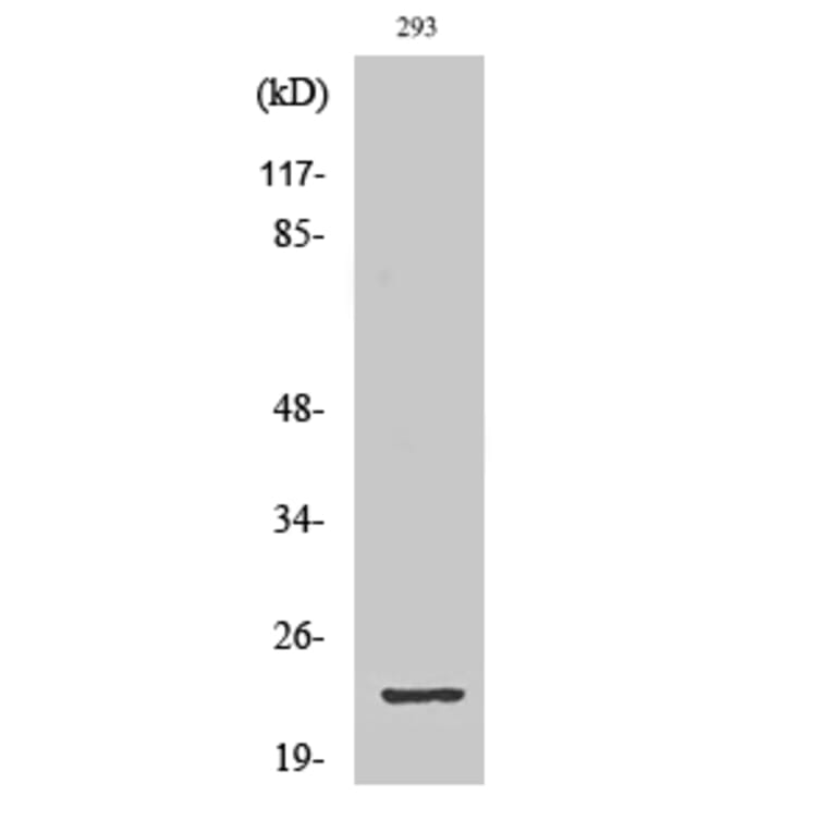 Western Blot - Anti-GSC2 Antibody (C10085) - Antibodies.com