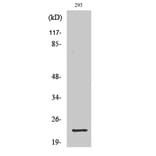 Western Blot - Anti-GSC2 Antibody (C10085) - Antibodies.com