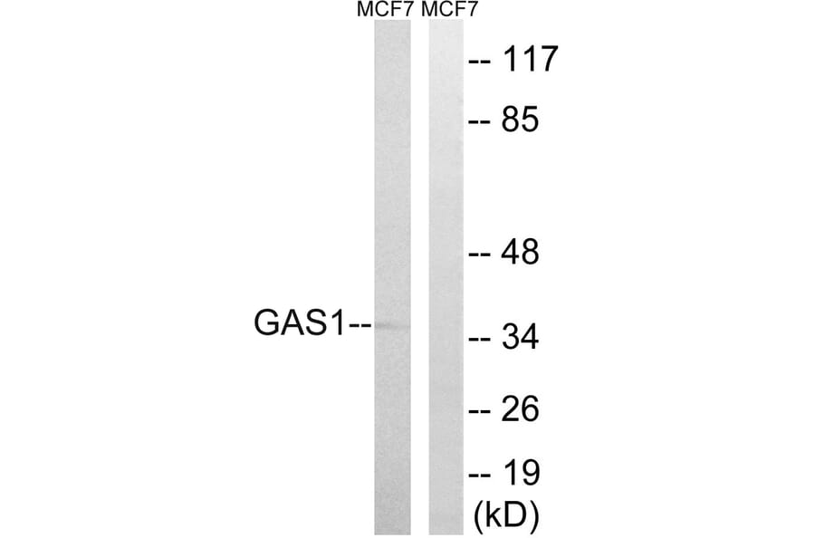 Western Blot - Anti-GAS1 Antibody (C15990) - Antibodies.com