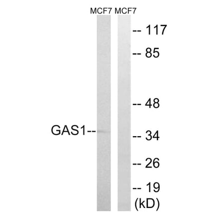 Western Blot - Anti-GAS1 Antibody (C15990) - Antibodies.com