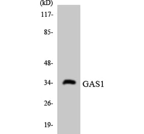 Western Blot - Anti-GAS1 Antibody (R12-2796) - Antibodies.com