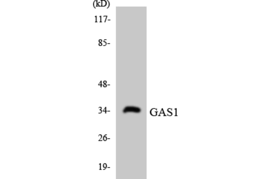 Western Blot - Anti-GAS1 Antibody (R12-2796) - Antibodies.com