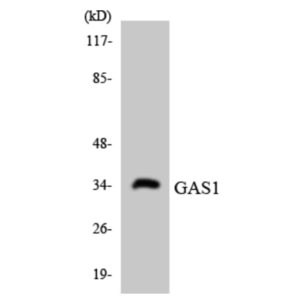 Western Blot - Anti-GAS1 Antibody (R12-2796) - Antibodies.com