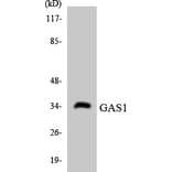 Western Blot - Anti-GAS1 Antibody (R12-2796) - Antibodies.com