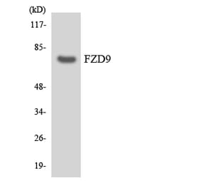 Western Blot - Anti-FZD9 Antibody (R12-2788) - Antibodies.com