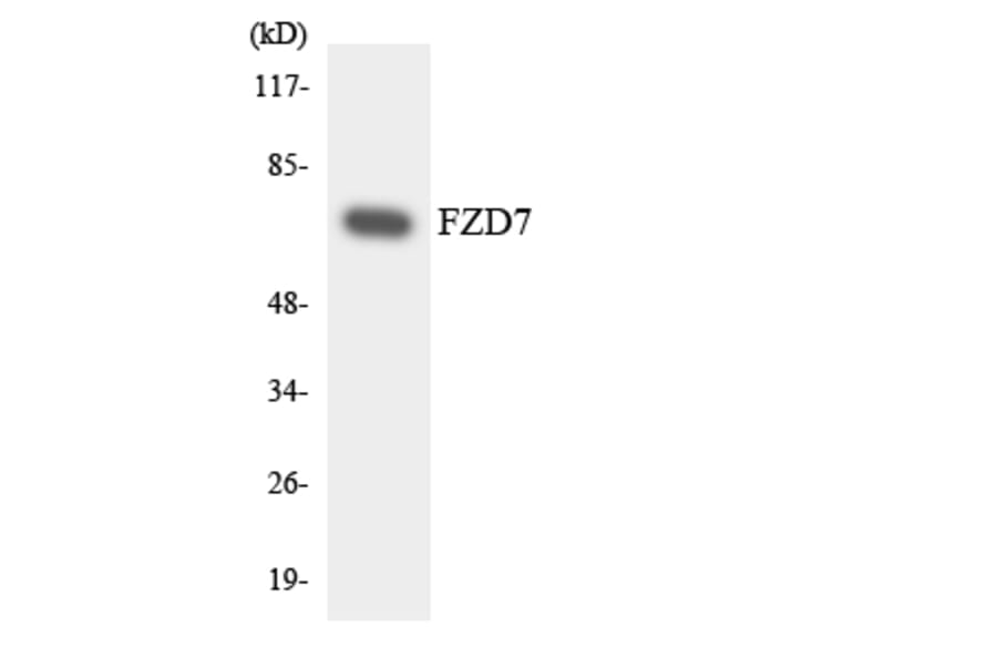 Western Blot - Anti-FZD7 Antibody (R12-2786) - Antibodies.com