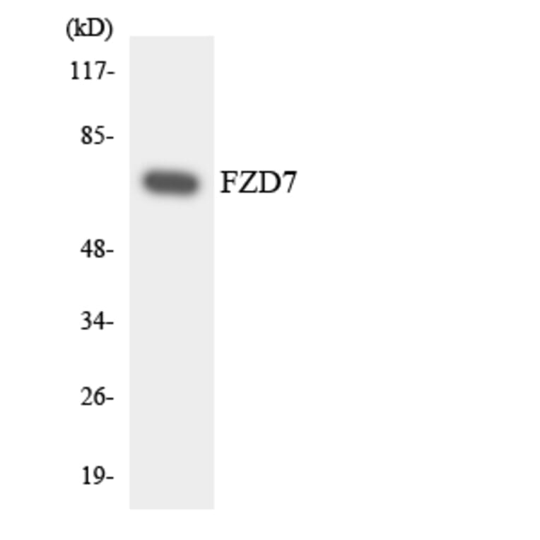 Western Blot - Anti-FZD7 Antibody (R12-2786) - Antibodies.com