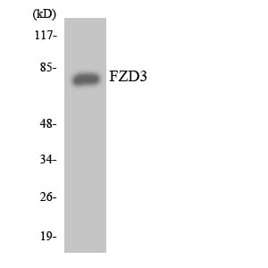 Western blot analysis of the lysates from HeLa cells using Anti-FZD3 Antibody.