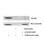 Western Blot - Anti-FRS2 Antibody (B8202) - Antibodies.com