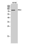 Western Blot - Anti-FRS2 Antibody (B8239) - Antibodies.com