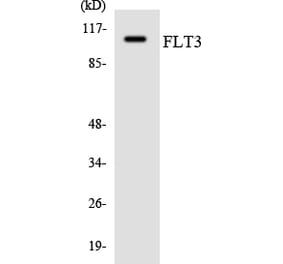 Western Blot - Anti-FLT3 Antibody (R12-2770) - Antibodies.com