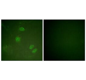 Immunofluorescence - Anti-Elk3 Antibody (B0923) - Antibodies.com