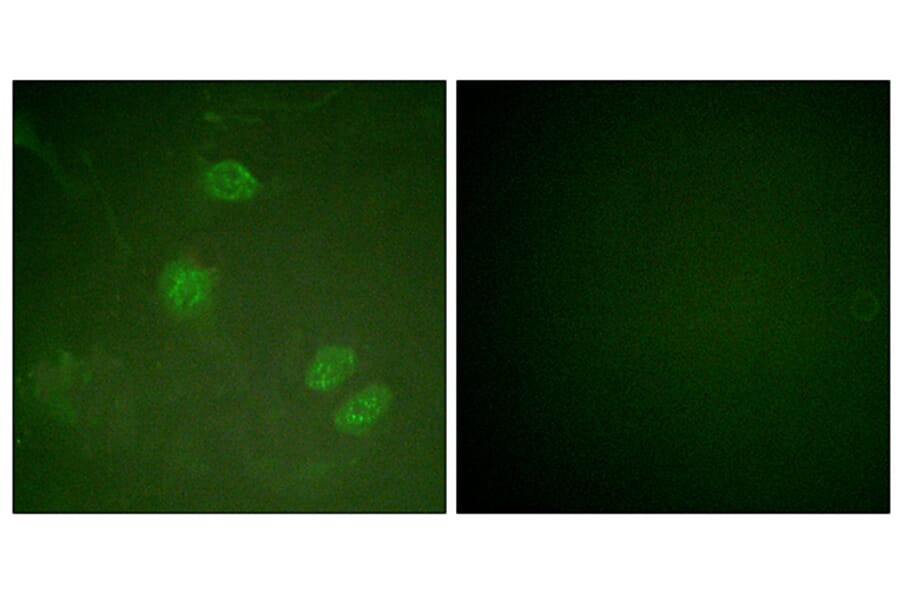 Immunofluorescence - Anti-Elk3 Antibody (B0923) - Antibodies.com