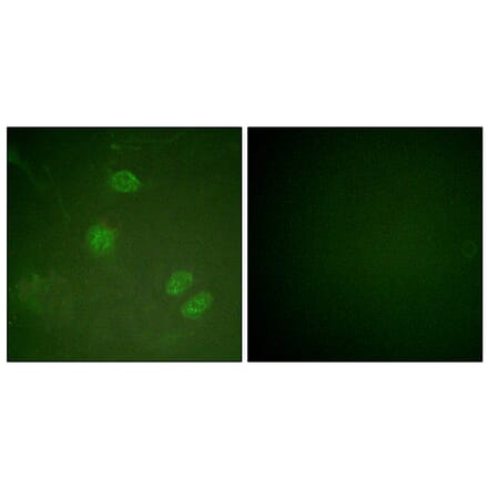 Immunofluorescence - Anti-Elk3 Antibody (B0923) - Antibodies.com