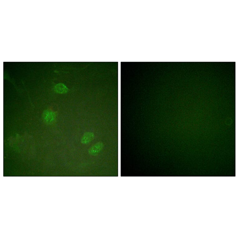 Immunofluorescence - Anti-Elk3 Antibody (B0923) - Antibodies.com