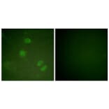 Immunofluorescence - Anti-Elk3 Antibody (B0923) - Antibodies.com