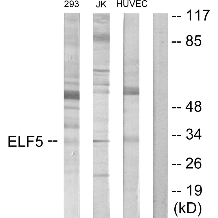 Western Blot - Anti-ELF5 Antibody (C11875) - Antibodies.com