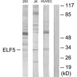 Western Blot - Anti-ELF5 Antibody (C11875) - Antibodies.com