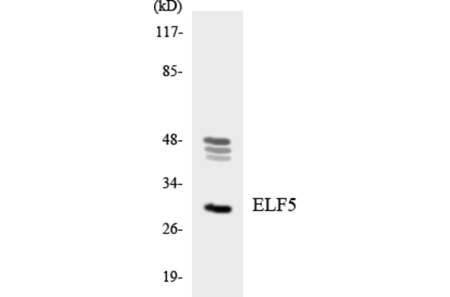 Western Blot - Anti-ELF5 Antibody (R12-2745) - Antibodies.com