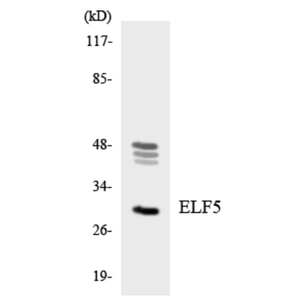 Western Blot - Anti-ELF5 Antibody (R12-2745) - Antibodies.com