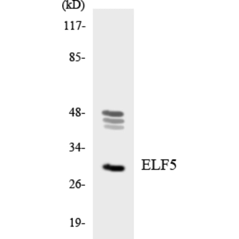 Western Blot - Anti-ELF5 Antibody (R12-2745) - Antibodies.com