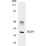 Western Blot - Anti-ELF5 Antibody (R12-2745) - Antibodies.com
