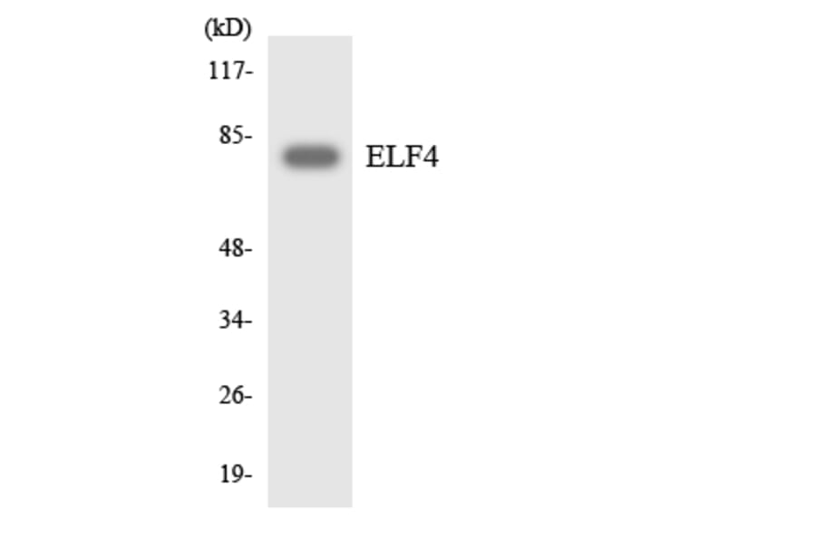 Western Blot - Anti-ELF4 Antibody (R12-2744) - Antibodies.com