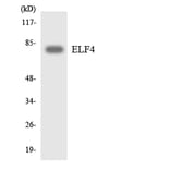 Western Blot - Anti-ELF4 Antibody (R12-2744) - Antibodies.com
