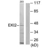 Western Blot - Anti-EKI2 Antibody (C11763) - Antibodies.com