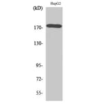 Western Blot - Anti-EGFR Antibody (B7062) - Antibodies.com